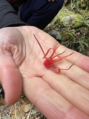 Peraxilla colensoi