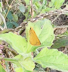 Cupitha purreea