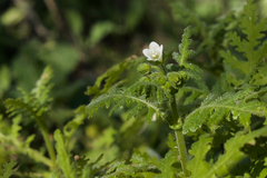 Eucrypta chrysanthemifolia