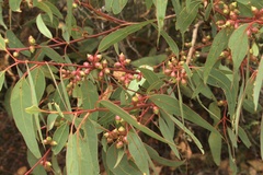 Eucalyptus cosmophylla