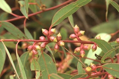 Eucalyptus cosmophylla