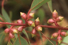 Eucalyptus cosmophylla