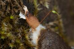 Reticularia splendens
