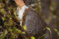 Reticularia splendens