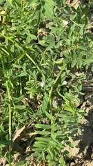 Vicia ludoviciana