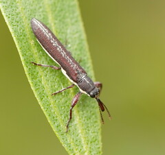 Rhinotia sparsa