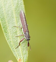 Rhinotia sparsa