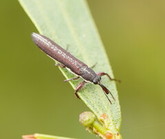 Rhinotia sparsa