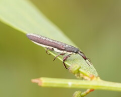 Rhinotia sparsa