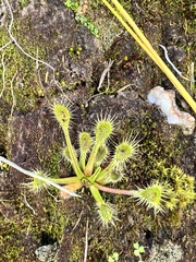 Drosera stenopetala