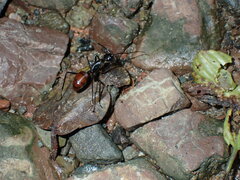 Dinomyrmex gigas