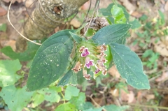 Ruellieae