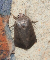 Proteuxoa hypochalchis