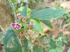 Ruellieae