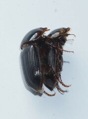 Acrossidius tasmaniae