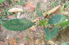 Ruellieae
