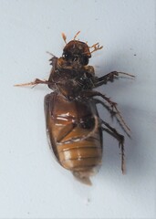 Acrossidius tasmaniae