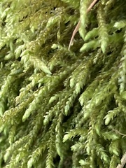 Thamnobryum alopecurum