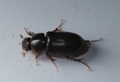 Acrossidius tasmaniae