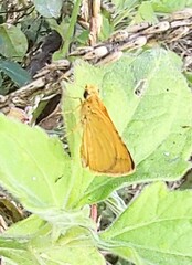 Cupitha purreea
