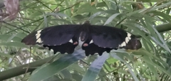 Menelaides