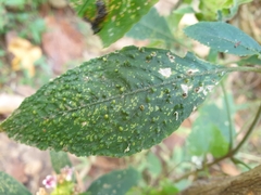 Ruellieae