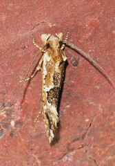 Moerarchis inconcisella