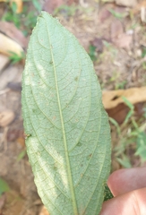 Ruellieae