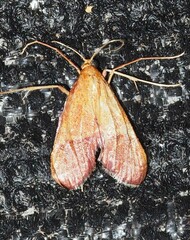 Endotricha pyrosalis