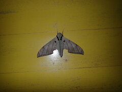 Ambulyx substrigilis