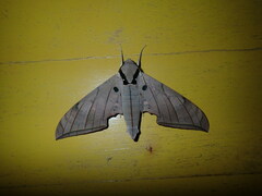 Ambulyx substrigilis