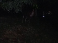Rusa