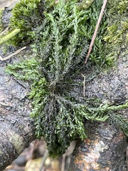 Cinclidotus fontinaloides