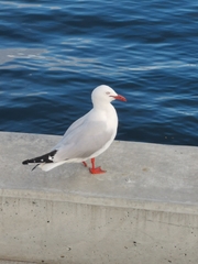 Chroicocephalus novaehollandiae