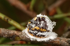 Monophlebidae