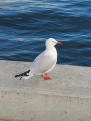 Chroicocephalus novaehollandiae