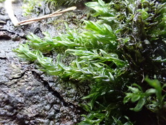 Cinclidotus fontinaloides