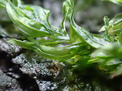 Cinclidotus fontinaloides