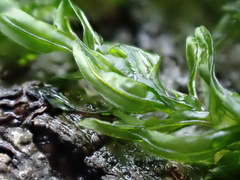 Cinclidotus fontinaloides