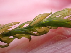 Cinclidotus fontinaloides