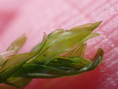 Cinclidotus fontinaloides