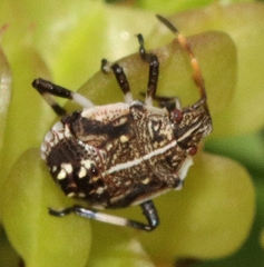 Oncocoris geniculatus