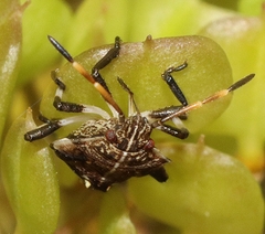Oncocoris geniculatus