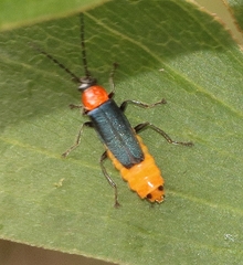 Chauliognathus tricolor