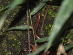 Scincella gemmingeri