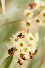 Phyllotocus macleayi