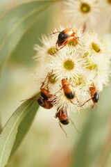 Phyllotocus macleayi