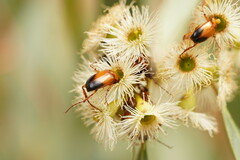 Phyllotocus macleayi