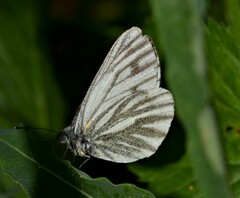 Pieris bryoniae