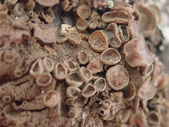 Melanohalea olivacea